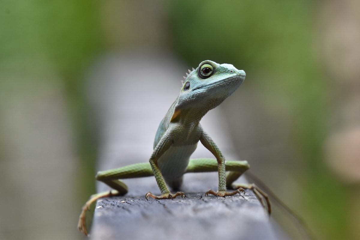 Green crested lizard in Singapore